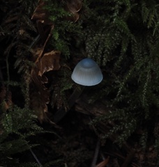 Mycena amicta