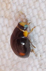 Hyperaspis campestris