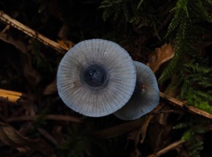 Mycena amicta