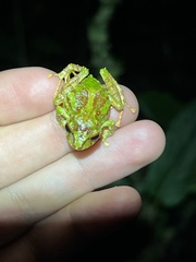 Pristimantis eriphus