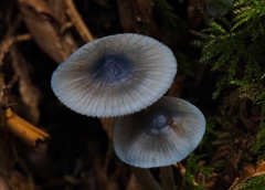 Mycena amicta