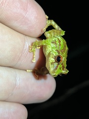 Pristimantis eriphus