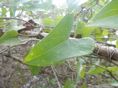 Smilax aspera