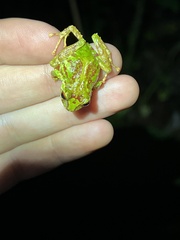 Pristimantis eriphus