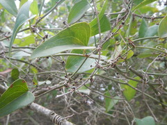 Smilax aspera