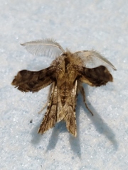 Apochima flabellaria