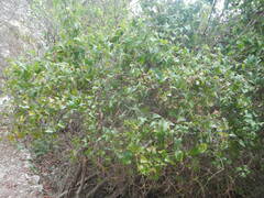 Smilax aspera