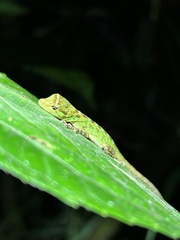 Anolis fitchi