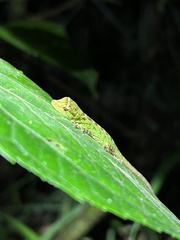 Anolis fitchi