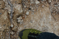 Aphonopelma superstitionense