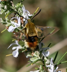 Hemaris tityus