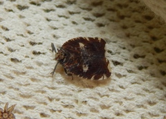 Lophopinae