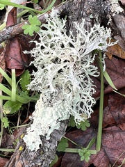 Evernia