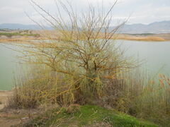Parkinsonia