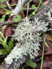 Evernia