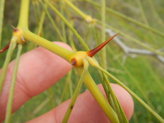 Parkinsonia