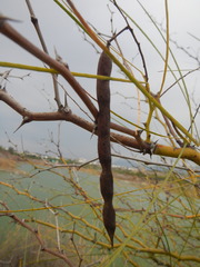 Parkinsonia