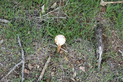 Battarreoides diguetii