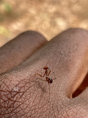 Mantodea