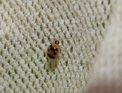 Afromaculepta decemmaculata