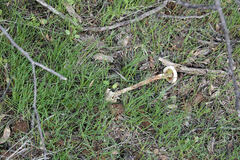 Battarreoides diguetii