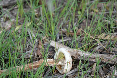 Battarreoides diguetii