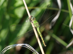 Erythemis