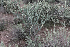 Cylindropuntia acanthocarpa