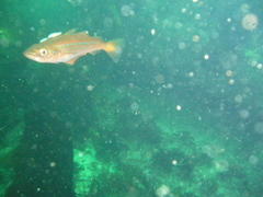 Pollachius pollachius