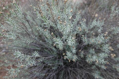 Ericameria laricifolia