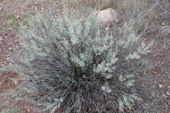 Ericameria laricifolia