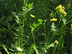 Descurainia tanacetifolia