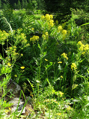 Descurainia tanacetifolia