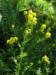 Descurainia tanacetifolia