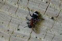 Thanasimus formicarius