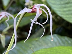 Maxillariinae
