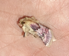 Periphanes delphinii