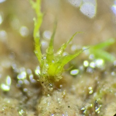 Archidium alternifolium