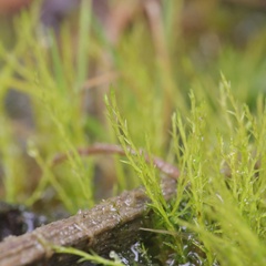 Archidium alternifolium