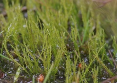 Archidium alternifolium