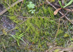 Archidium alternifolium