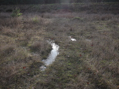 Archidium alternifolium