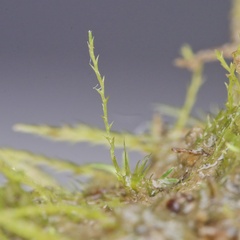 Archidium alternifolium