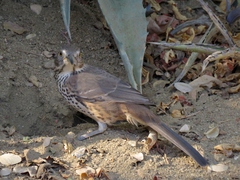 Toxostoma cinereum