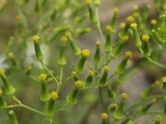 Senecio bipinnatisectus