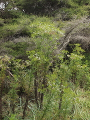 Senecio bipinnatisectus