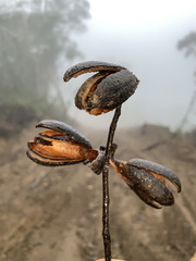 Jacarandeae