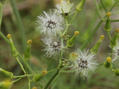 Senecio bipinnatisectus