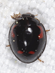 Exochomus quadripustulatus