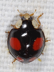 Harmonia axyridis